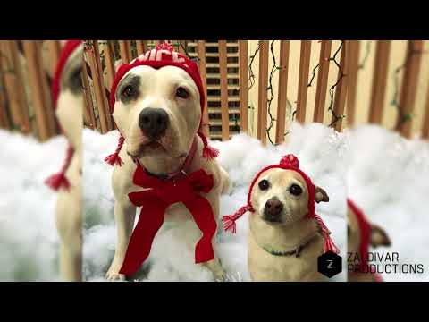 Riverside Dogs - Mikayla & Mae