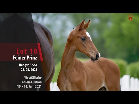 Westfälische Fohlen-Auktion Lot 10 Feiner Prinz Hengst v. Franz Joseph Junior - Florencio I