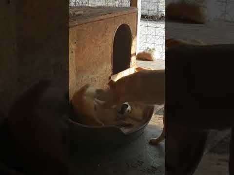 Mama Flora & Welpe Naima (17) - New Home for Strays e. V.