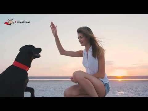 FAI QUESTI GIOCHI con il tuo cane: ecco come renderlo più calmo e rilassato