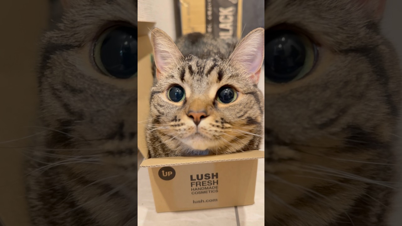 箱入り娘(猫)、可愛すぎて人間を魅了する...www #cat #猫