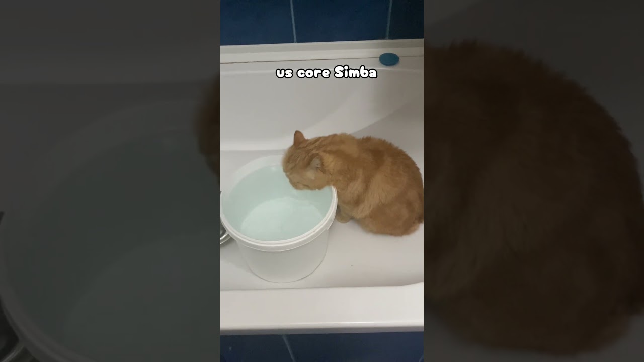 🧸 (22:58) в рил:: там офигенский котик рыжик пьет оргомный банки воды((я просто шоке.))#ryp