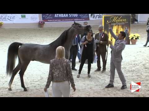 N.63 SUNDOWN KA - Milan 2016 - Colts 3 years old (Class 6)
