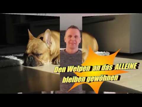 Den Welpen an das ALLEINE bleiben gewöhnen! Einfach in 2 Schritten