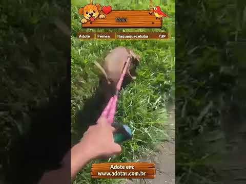 Vídeo de Maia