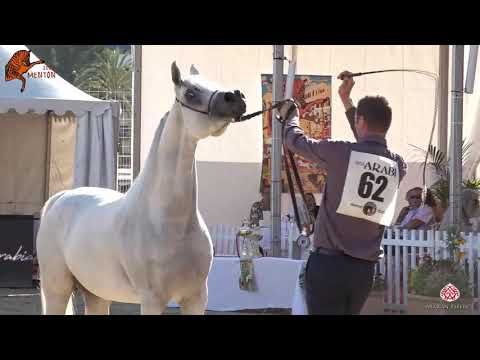 N 62 BINT HAZY AL KHALEDIAH   2020 Menton Mediterranean and Arab Countries Arabian Horse Championshi