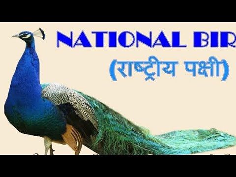 "हमारा राष्ट्रीय पक्षी मोर" पर अनुच्छेद। आओ हिंदी सीखें।hamara rashtriy pkshi mor. aao hindi seekhen Video