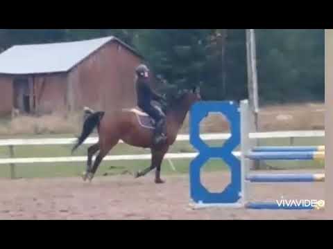 Hoppis - Harkkakisat 11.10.20 Loviisa