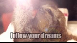 Follow your Dreams, Humans