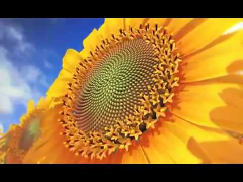 El número áureo en la Naturaleza - M.G (Ka)