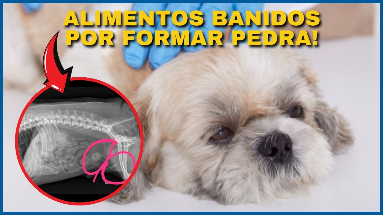 ACABAM COM O RIM!  ALIMENTOS PREOCUPANTES E COMPLETAMENTE PROIBIDOS! Urolitíase em cães e gatos.