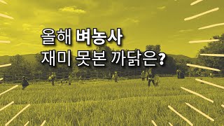 쌀 수확량 감소 원인과 대책
