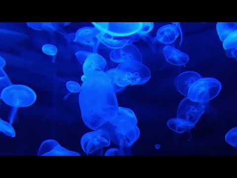 Simon Bichbihler - When It´s Over   ♫ #dance  #House #Music  ♫ #JellyfishMusic