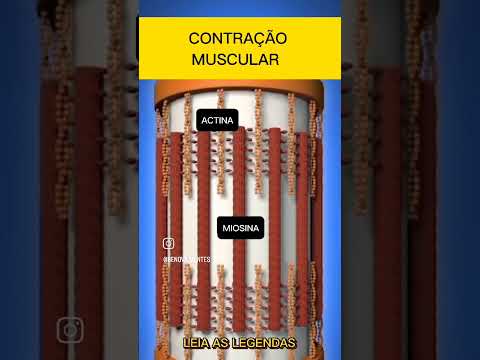 A Beleza da Contração Muscular