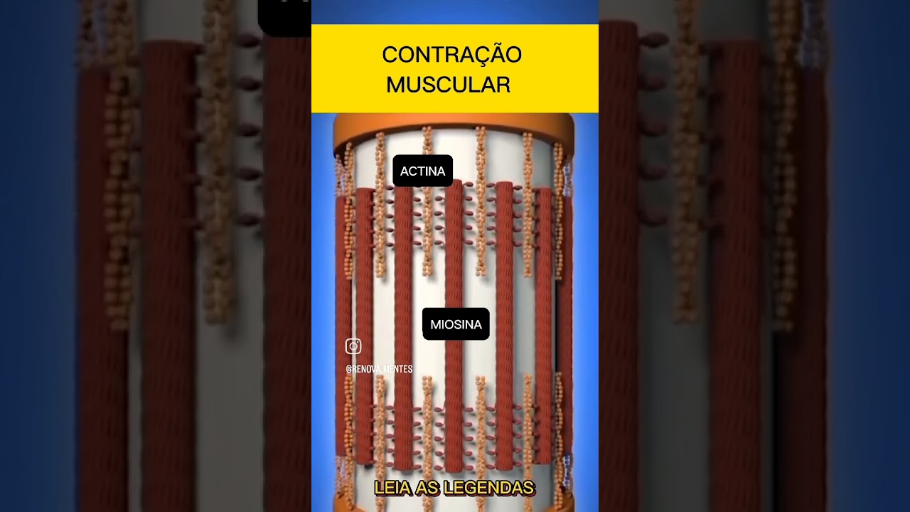 A Beleza da Contração Muscular