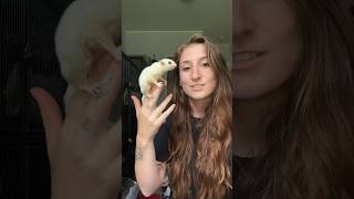 Download lagu Unpack 13 EXOTIC ANIMALS with me! mp3