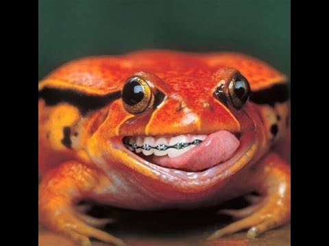 Rocket League 02 26 2023