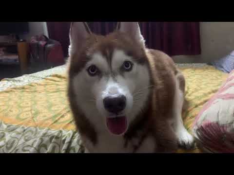 St bernard, Rottweiler, German Shephard, Golden retreiver, Siberian Husky, Chowchow, English Mastiff