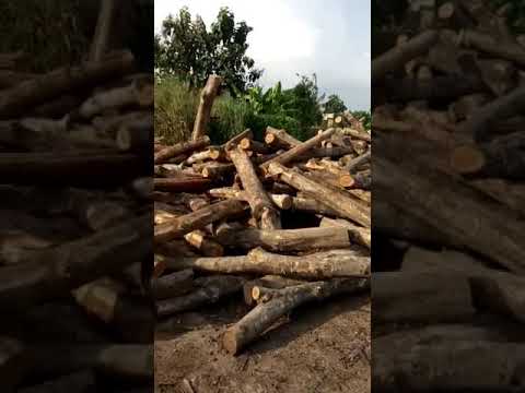 Teak Wood Round Logs