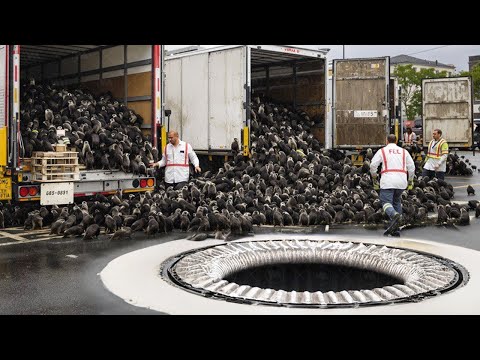 Releasing Millions of Rat Killers in New York No Longer Seems Like a Joke