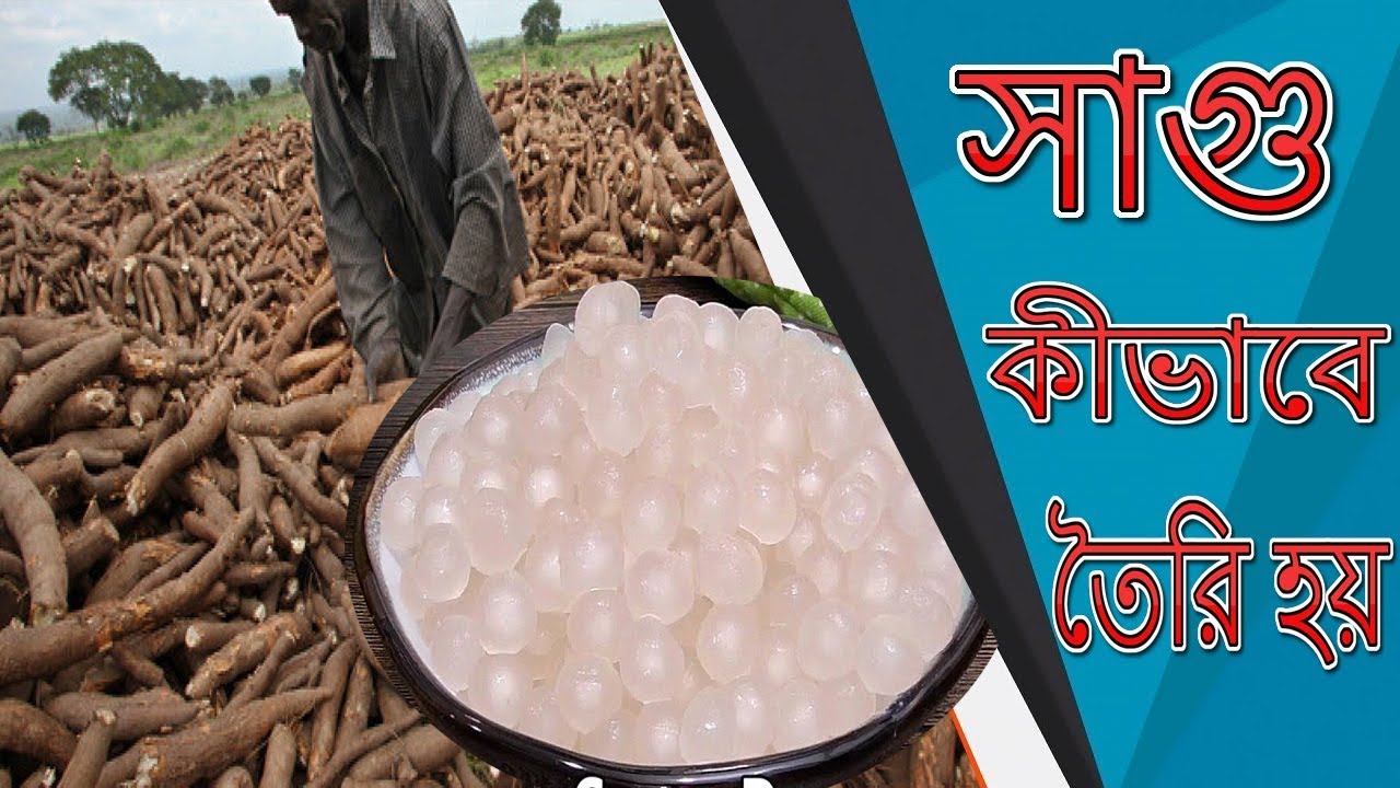 সাবুদানা কি দিয়ে তৈরি হয় | sago pearls making process | cassava root