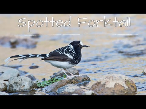 Vidličiarka bodkovaná (Enicurus maculatus) — hlas a správanie v prírode