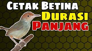 Download lagu Cara merawat prenjak betina agar bunyi panjang mp3 Download lagu Cara merawat prenjak betina agar bunyi panjang mp3