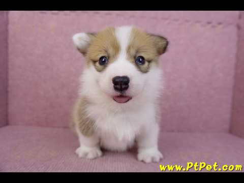 05/31雙色柯基犬母幼犬(屏東新埤)