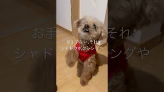【しゃくれ犬クレール】 お手とおかわりをエアーでするためシャドウボクシングになるトイプードル 【犬の日常】