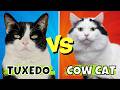 Tuxedo Vs Cow Cats Key Differences You Ll Love To Learn