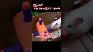 ハムスターアスレチック #animals  #動物 #元気になる動画 #癒し