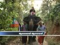Elephant Safari Riding Elephant Becoming Famous In Wayanad