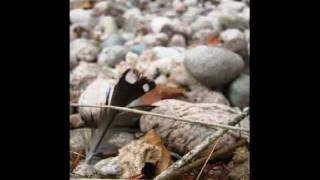 Morning Has Broken 2.wmv