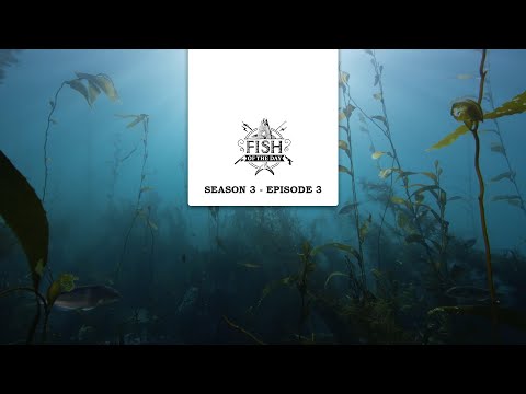 Fish of the Day Saison 3 Episode 3 - À la recherche de l’or noir des océans : l’ormeau
