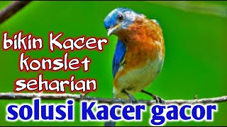 Download lagu MASTERAN BIKIN KACER KONSLET SEHARIAN SUDAH TERBUKTI mp3 Download lagu MASTERAN BIKIN KACER KONSLET SEHARIAN SUDAH TERBUKTI mp3
