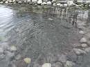 Large Koi Pond Installation with Double Waterfalls in East Hanover, New Jersey