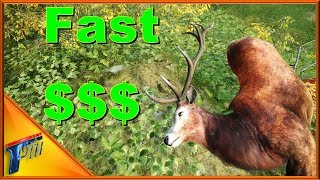 How to Earn Fast Cash in COTW | theHunter: Call of the Wild 2017