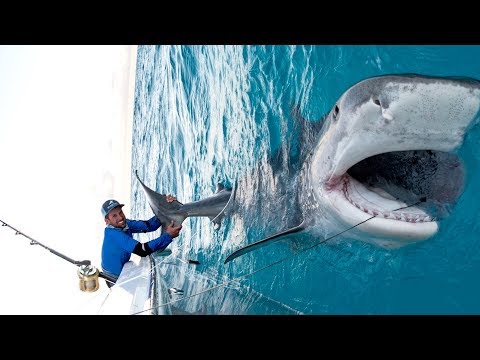 Massive 1000lb Tiger Shark caught while Bottom Fishing in the Bahamas - 4K