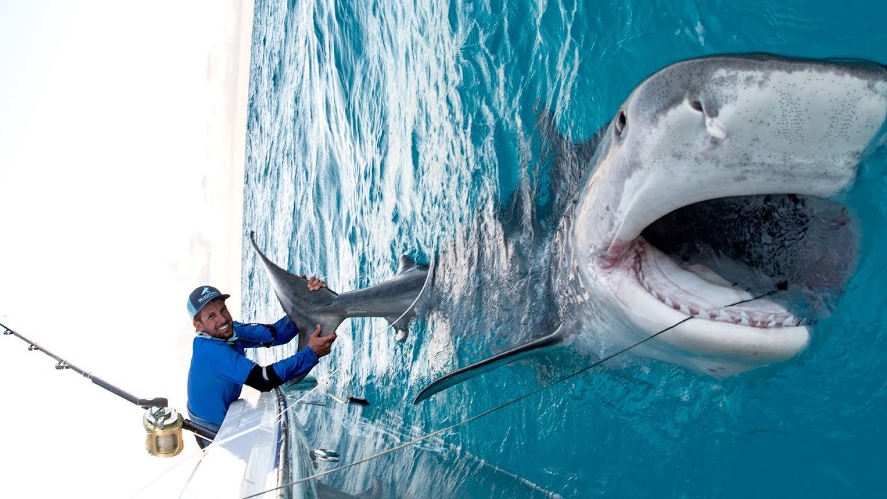Massive 1000lb Tiger Shark caught while Bottom Fishing in the Bahamas - 4K