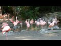 Flamingos LA Zoo Los Angeles California USA March 7 2022 Birds Animals