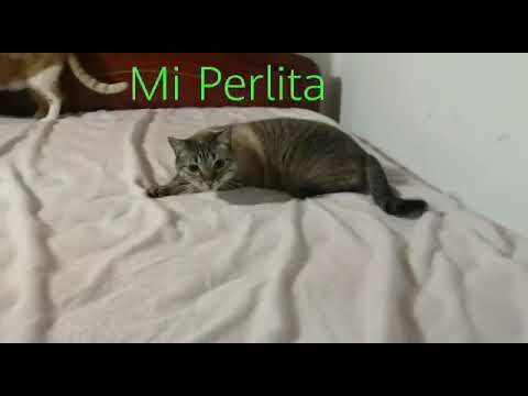 Gata tendiendo la cama