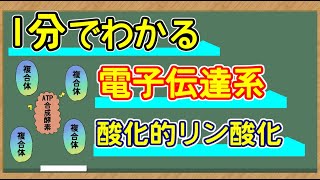 【1分でわかる】電子伝達系　酸化的リン酸化【解説】
