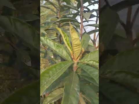 , title : 'Loquat Plant Sprouting - Namdar Variety - Eriobotrya japonica - Organic Farm - Brigadier Ka Bagh'