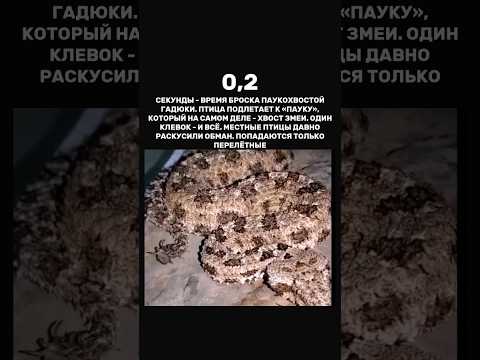 Эволюционная ловушка Паукохвостой рогатой гадюки 🥷🏼💯 #animals #respect #predator #snake #viral