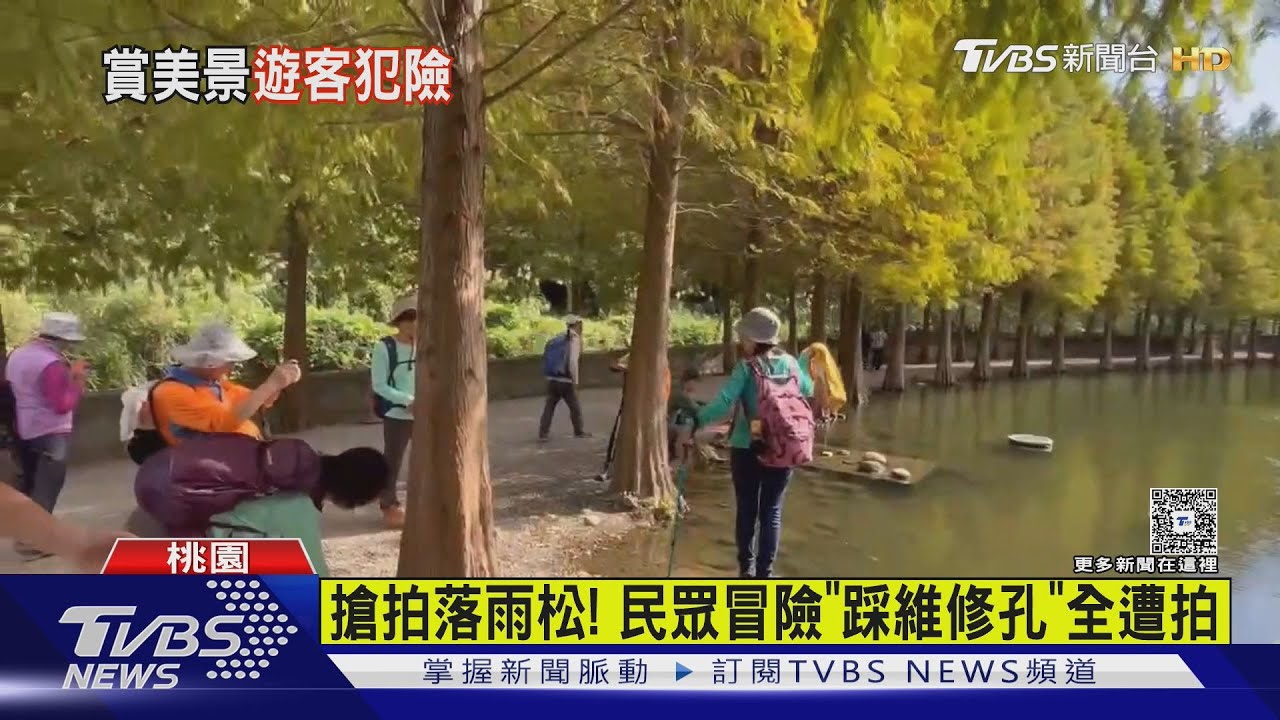 搶拍落羽松!民眾冒險「踩維修孔」遭拍 水務局回應