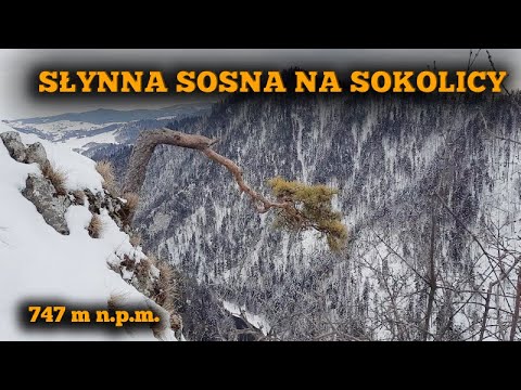 PIENINY SOKOLICA WEJŚCIE ZIMĄ I KROŚCIENKO NAD DUNAJCEM vlog#39