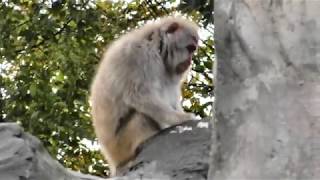 上野動物園　HC-VX980Mで撮影