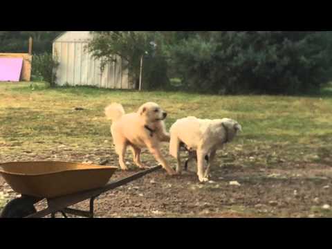 Great Pyrenees at play