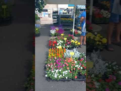 Sajam cvijeća u Crikvenici 25.05.2024