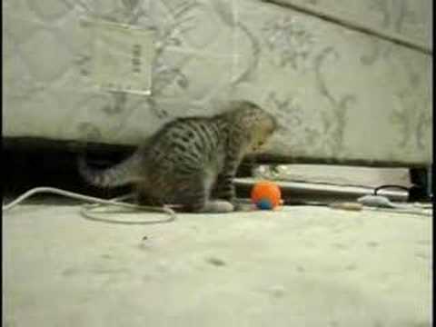 Kitty Pounce, Song "Lord of the Pounce"